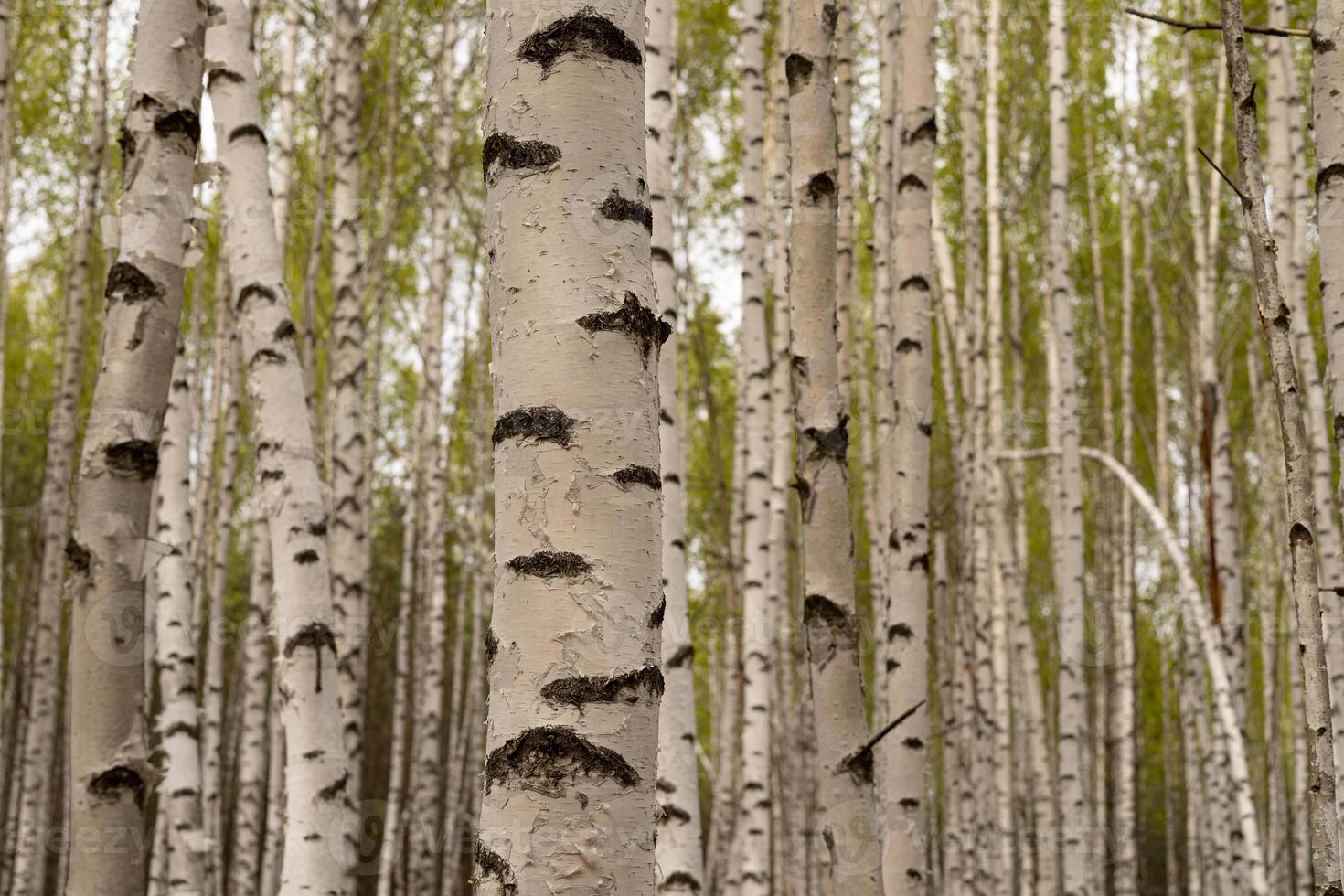 Birch trees with young green leaves in the forest on a sunny spring day photo
