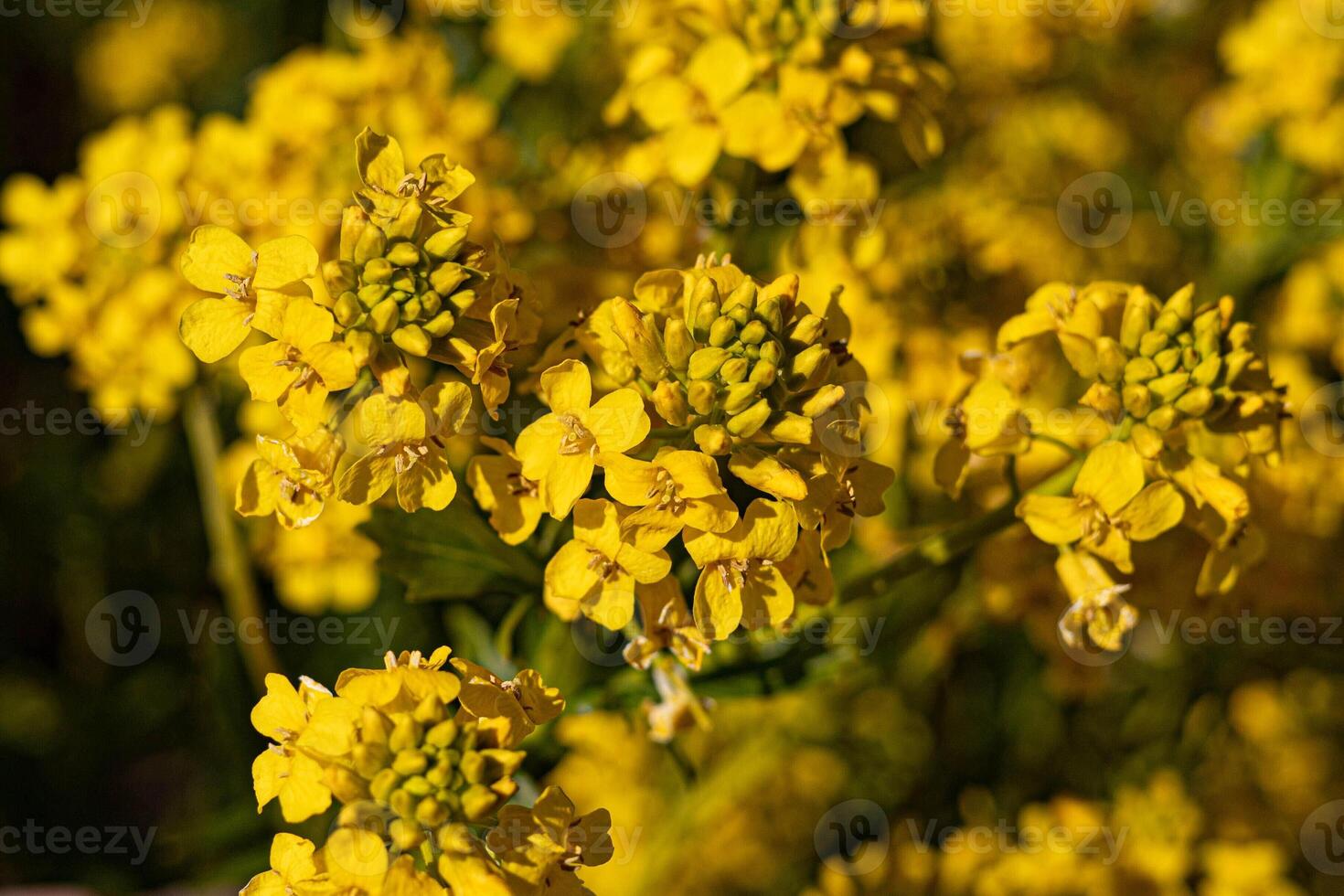 Field of flowering yellow rapeseed on a sunny spring day, close up photo