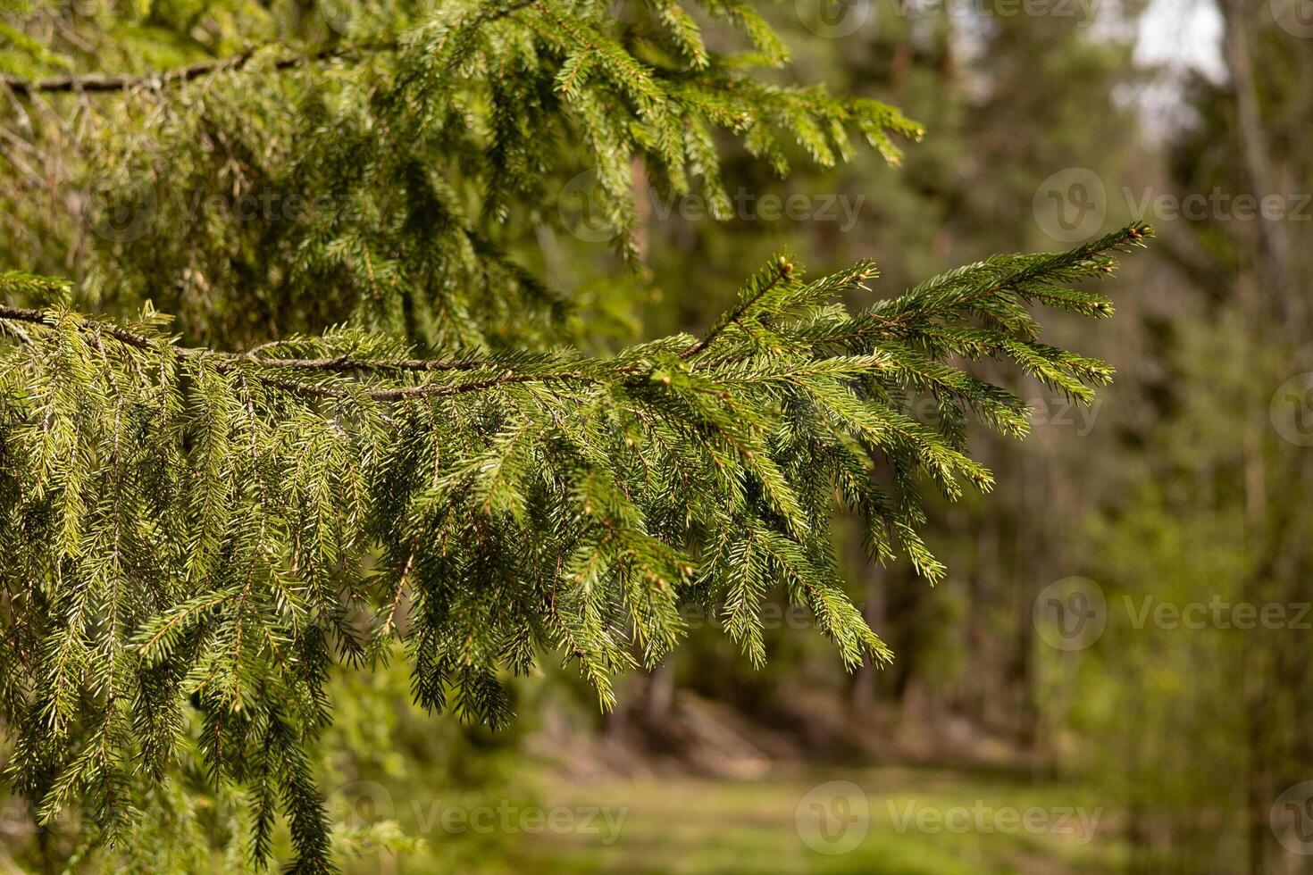 Branches of green spruce in the forest on a sunny spring day, blurred background photo