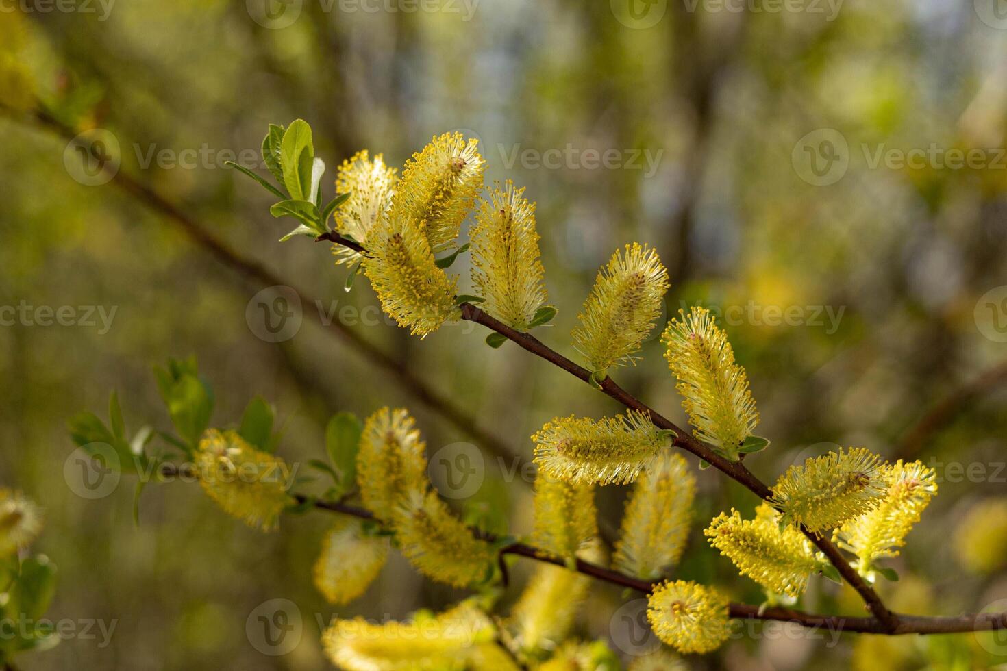 Willow blooming in spring in the forest on a sunny day, close-up, blurred background photo