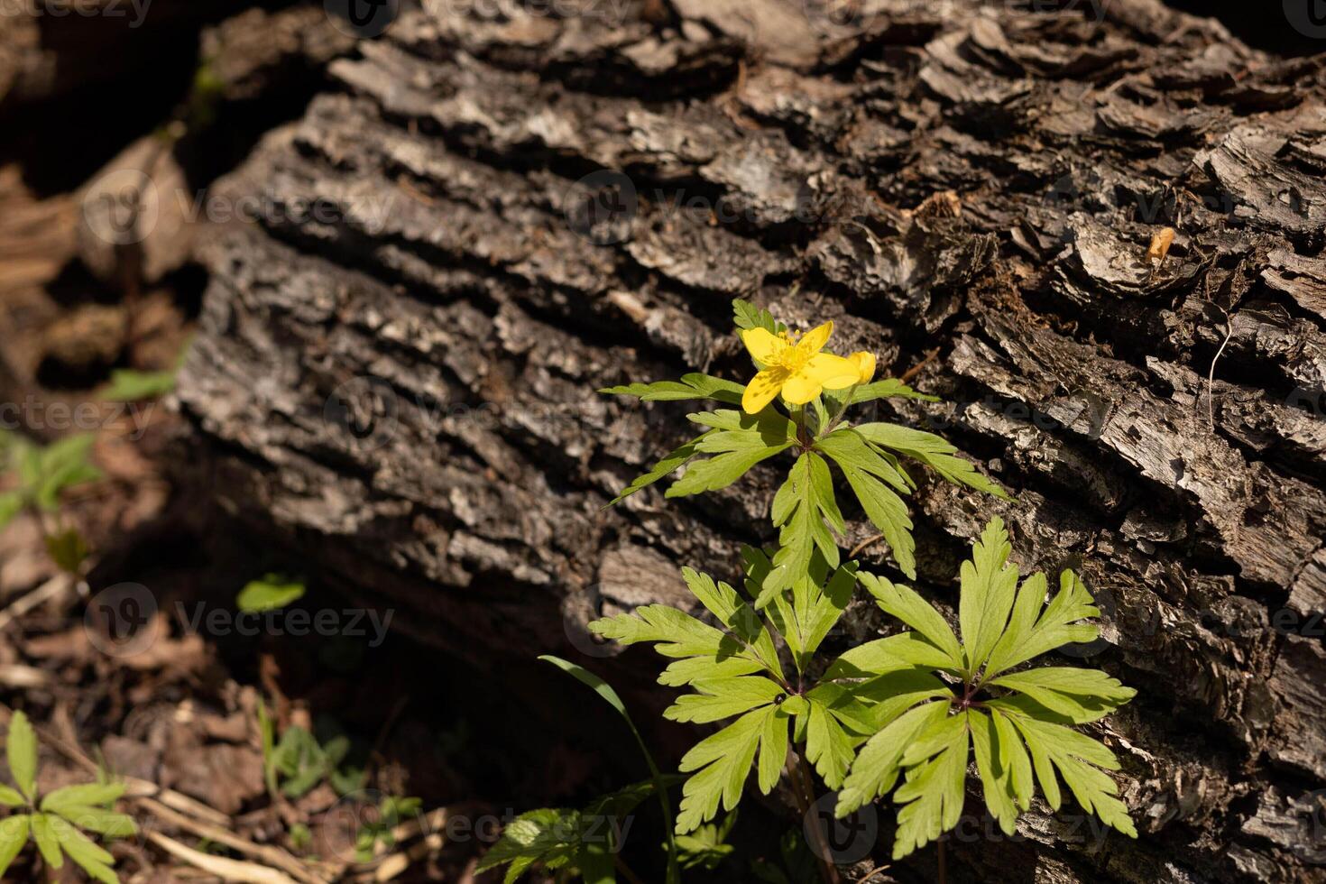 Yellow spring flowering flower - buttercup anemone, against the background of the tree bark on a sunny day photo