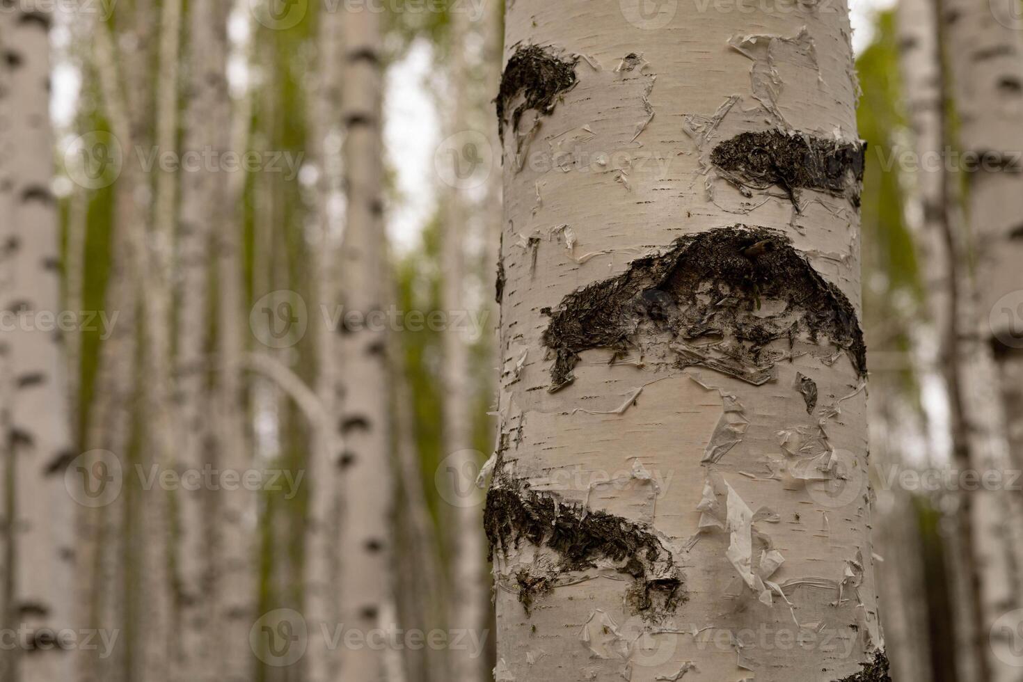Birch grove on sunny spring day, white trunk close-up photo