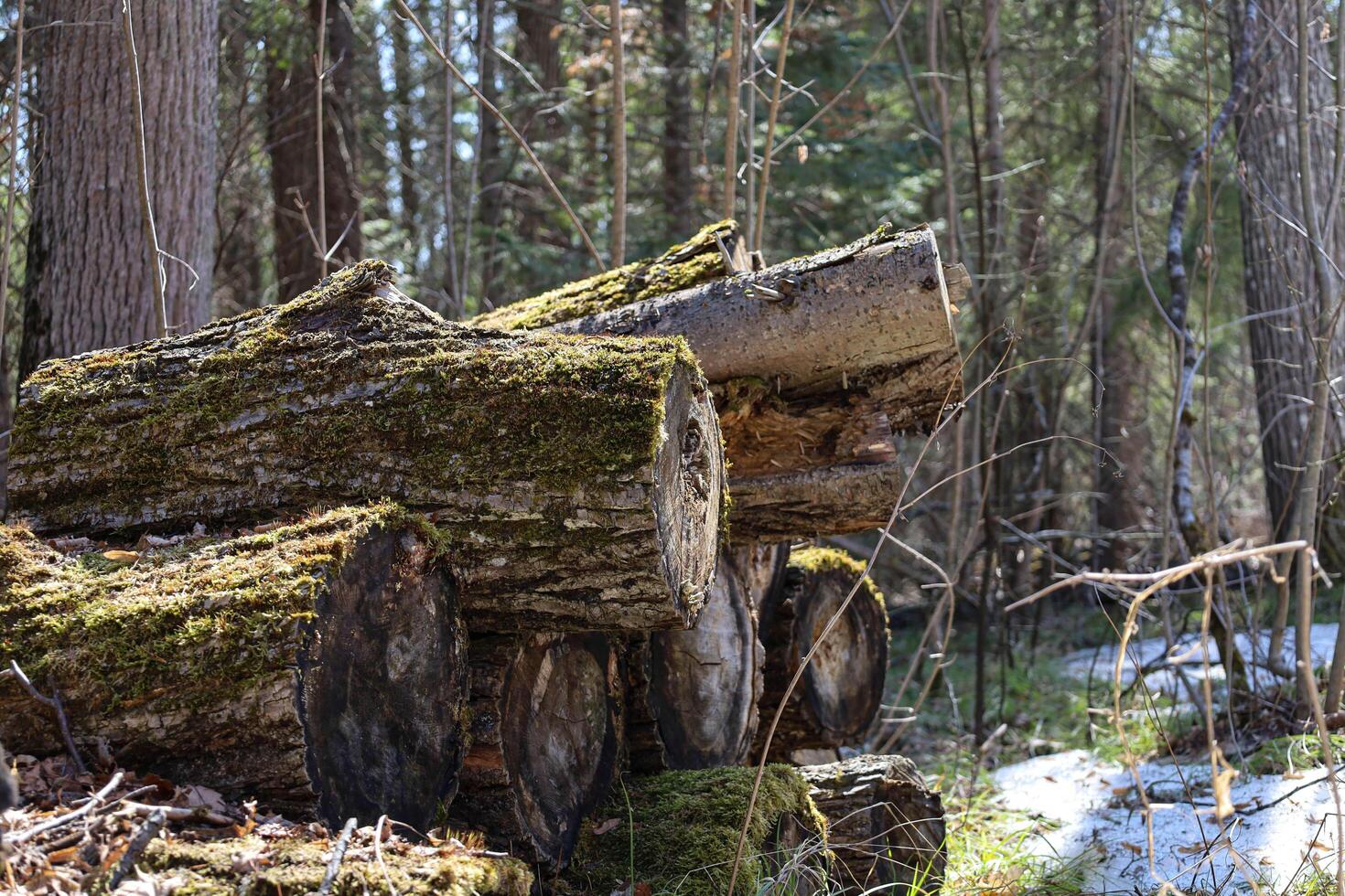 Old broken tree stump in the forest in springtime, Russia. photo