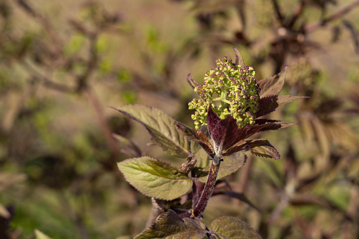 Elderberry blooming in spring against the background of the forest close-up photo