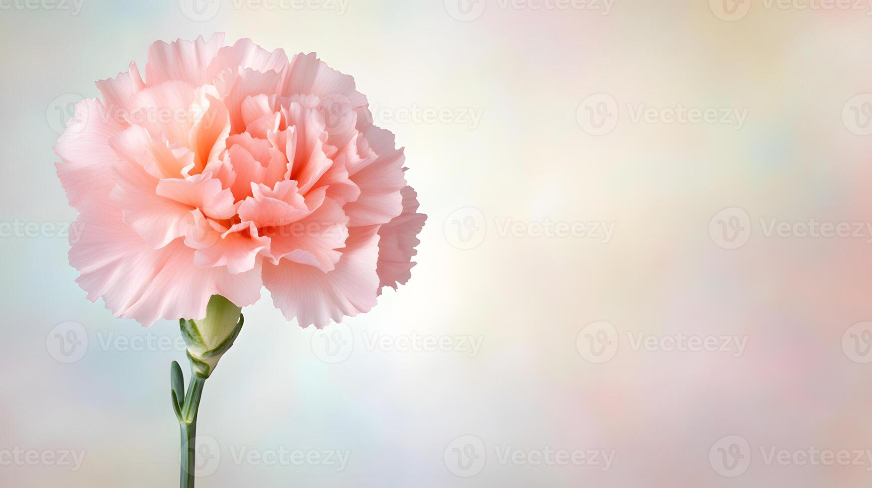 close up of delicate pink carnation flower with soft petals and blurred background photo