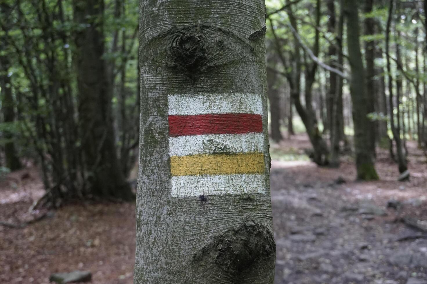 Jugowska Pass, Poland - August 8th, 2024 - Tourist path sign on a tree photo