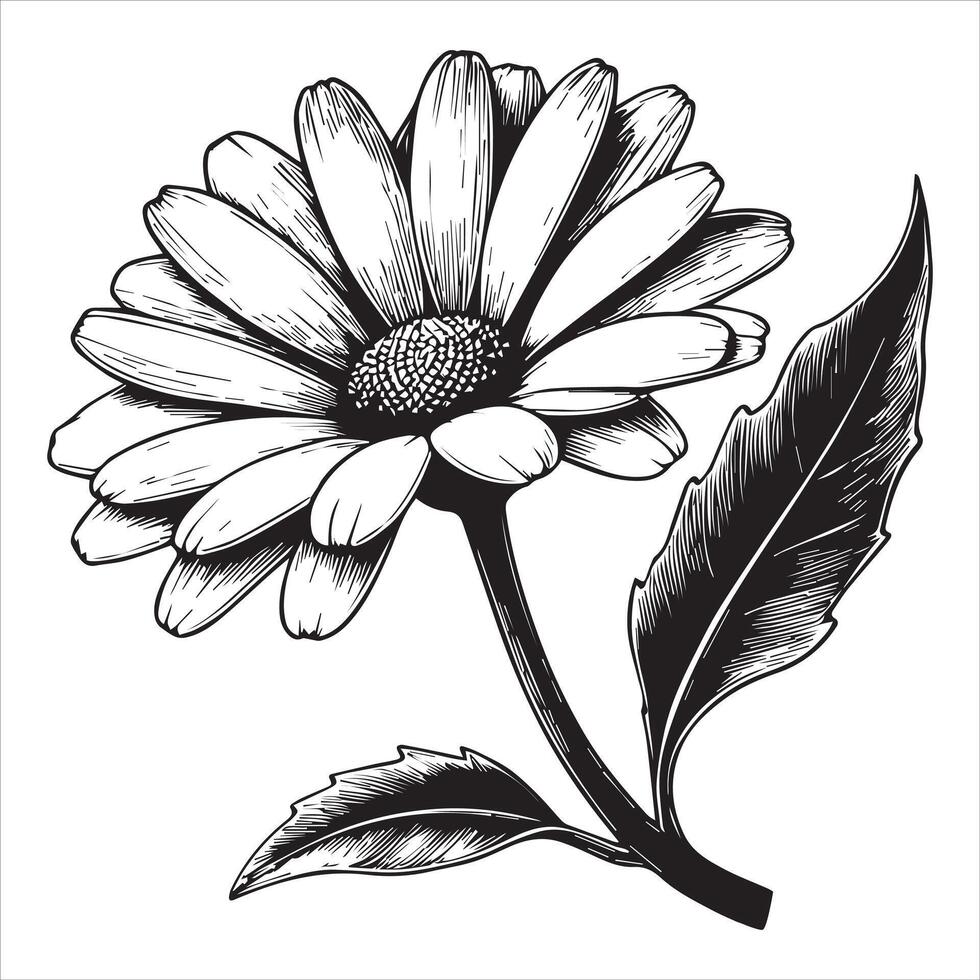 Simple Common Daisy Flower Drawing for DIY Projects vector