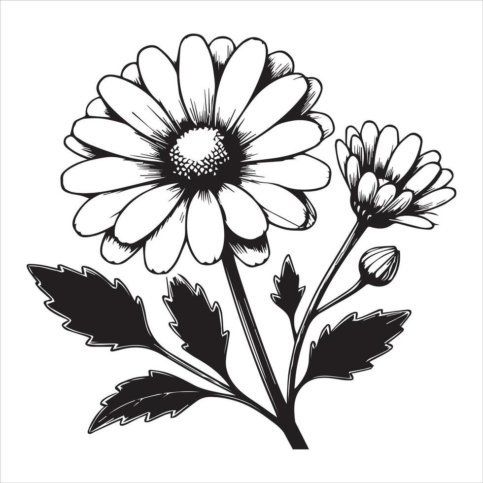 Versatile Common Daisy Flower Art for Creative Designs vector
