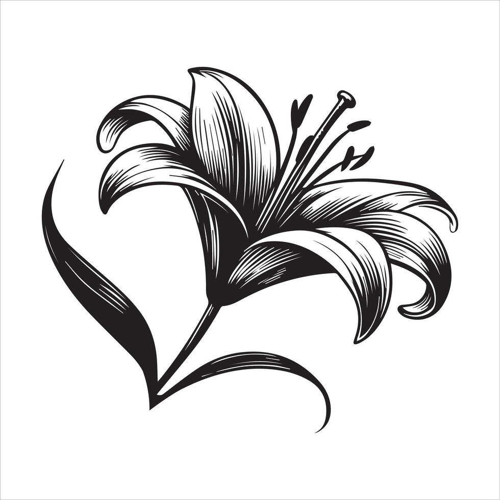 Radiant Lily Linework for Floral Clipart Projects vector