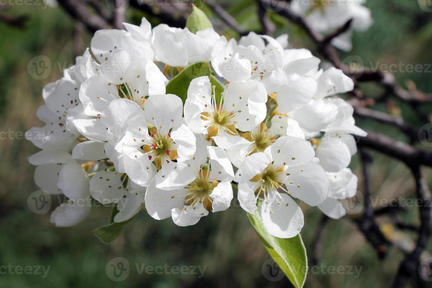 Close-up of a branch of a flowering apple tree in a garden. photo