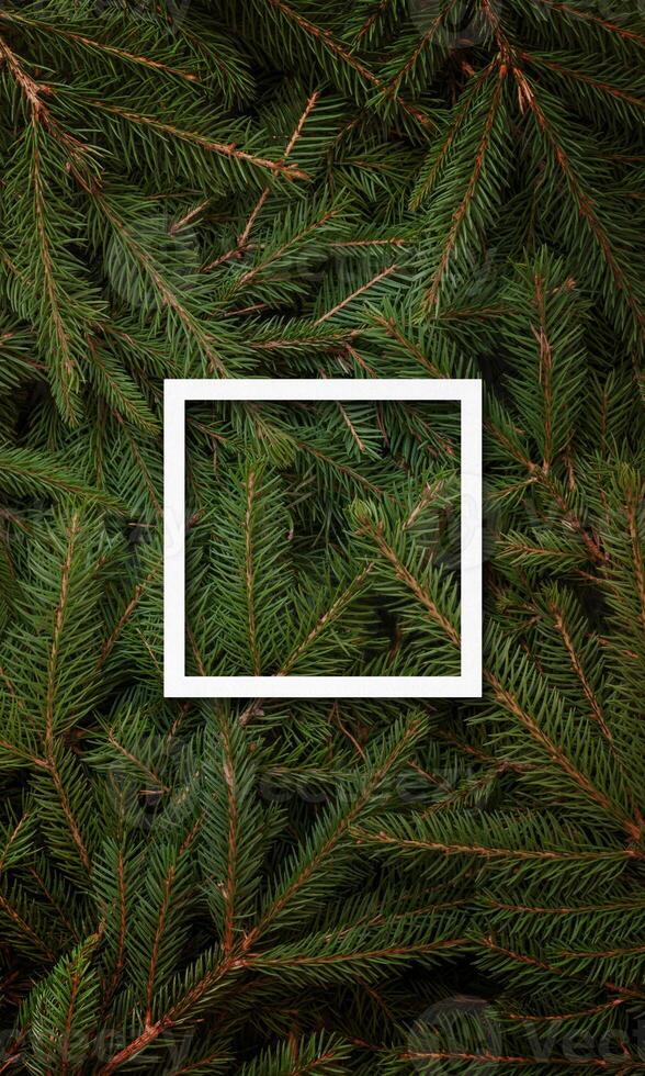 Square white frame centered over Christmas tree branches, designed for text promotion, with a festive and decorative holiday background photo