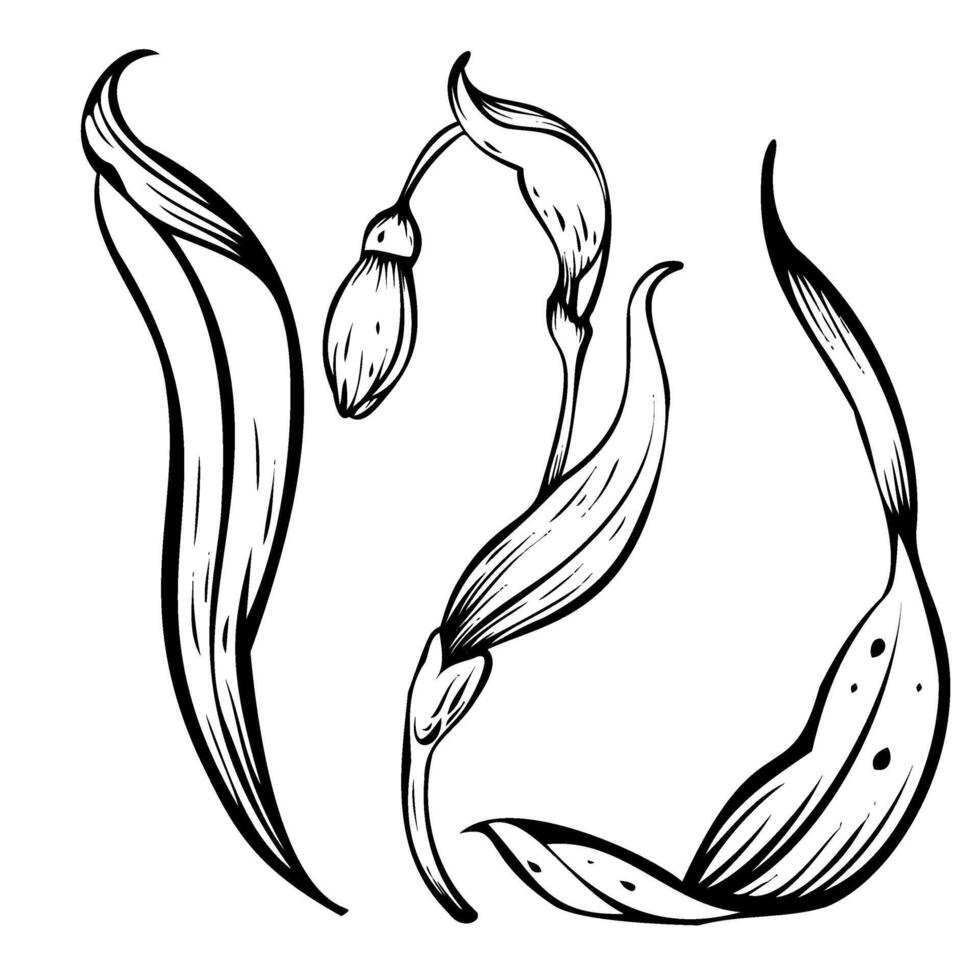 Minimal set botanical illustration Snowdrop. Spring flowers in bloom. Black ink hand-drawn linear design of delicate white blossoms with leaves. Botanical set in contour style on isolated background. vector