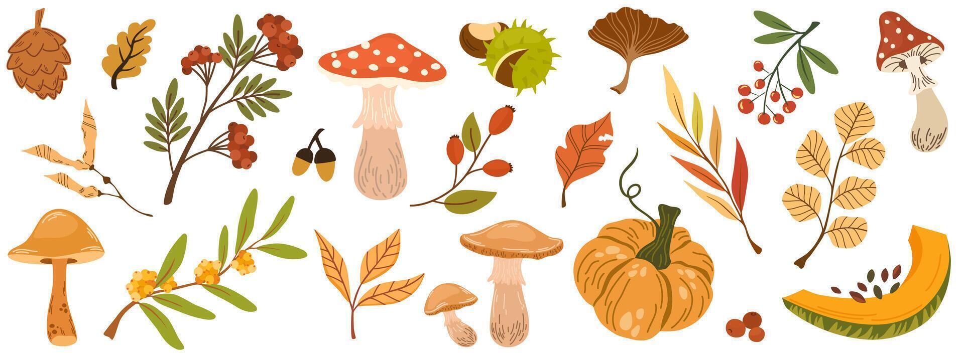 Hand drawn set autumn elements. Fall leaves, mushrooms, maple, acorns, berries, oak, pumpkins and fallen dry leaves. Harvest time. Colored trendy illustration. Autumn floral doodle vector