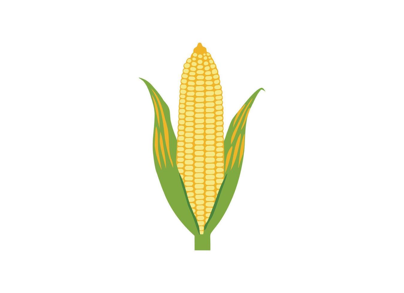 Illustration of Fresh Corn on the Cob with Husk vector