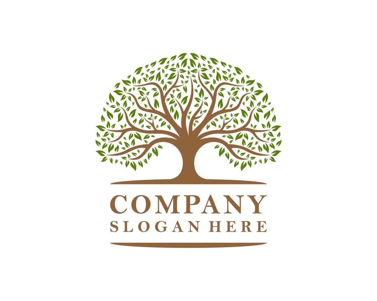Abstract Oak Tree Nature Tree Of Life Vintage Logo Design Illustration vector