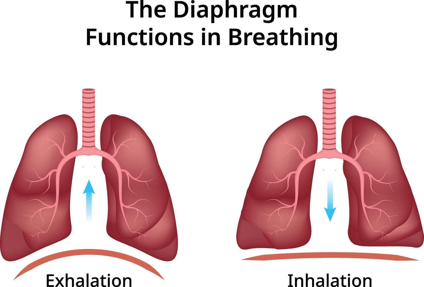 The Diaphragm Functions Breathing Design Illustration vector