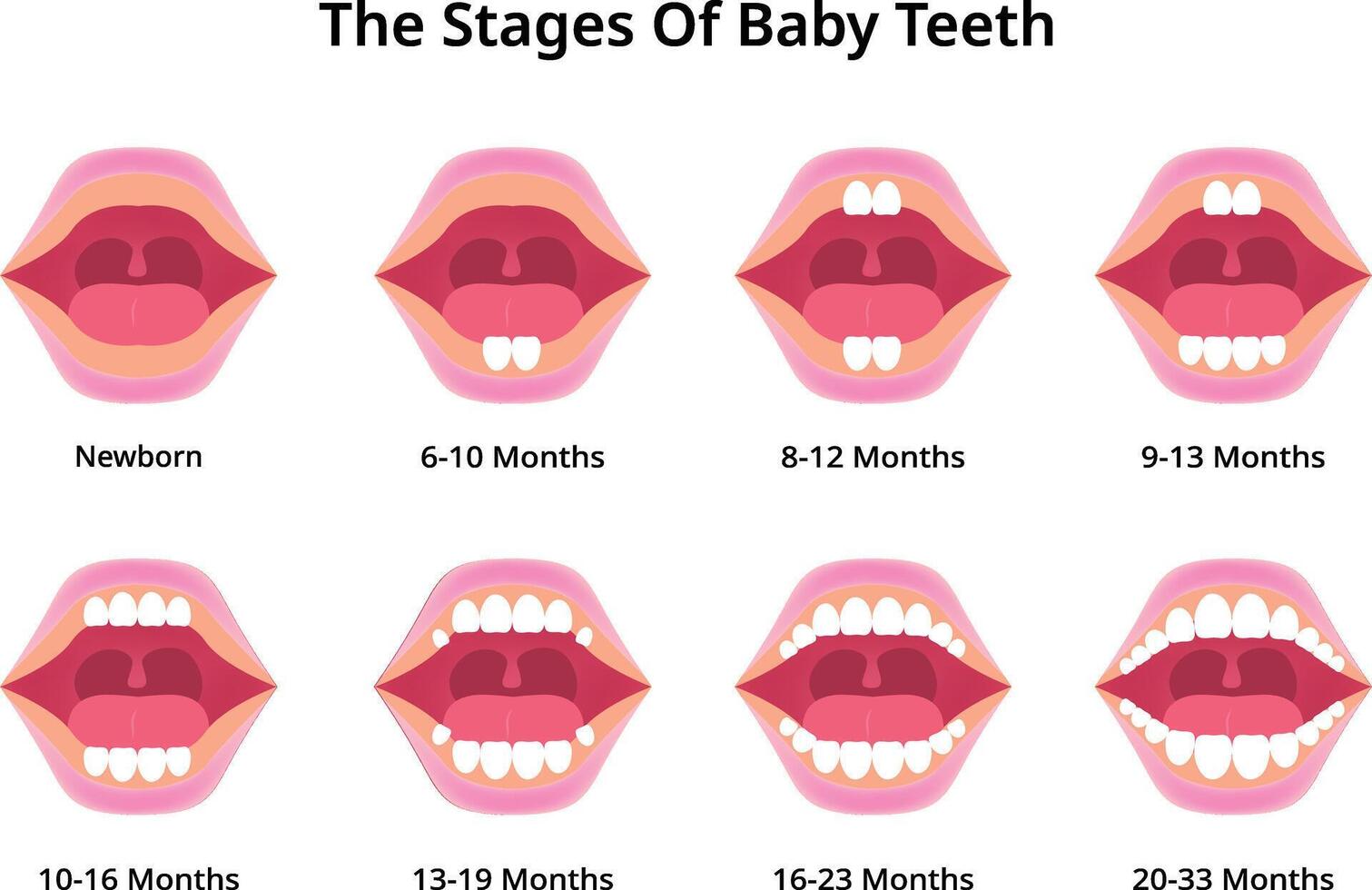 The Stages of Baby Teeth Science Design Illustration vector