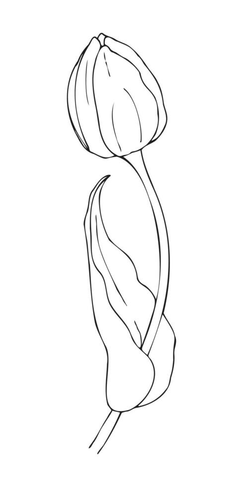 Illustration of a tulip drawing by hand. A silhouette of a tulip flower, a spring illustration, for postcards, posters, weddings, women parties. vector