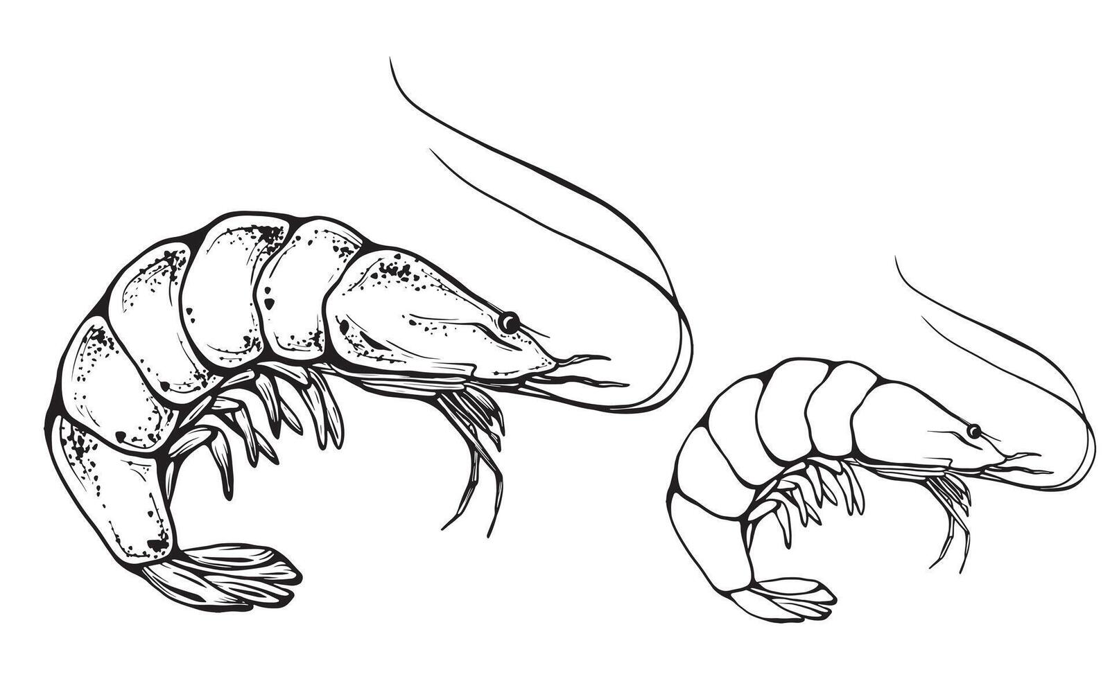 Shrimp raw and cooked isolated on white background. ink vintage engraving illustration for menu, web and label. Hand drawn in a graphic style linear drawing seafood vector