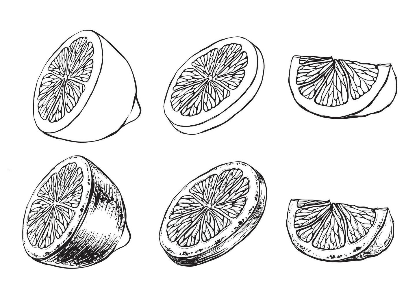 Set of slices of lemon or a quarter of an orange isolated on white background. ink vintage engraving illustration for menu, web and label. Hand drawn in a graphic style linear drawing fruit. vector