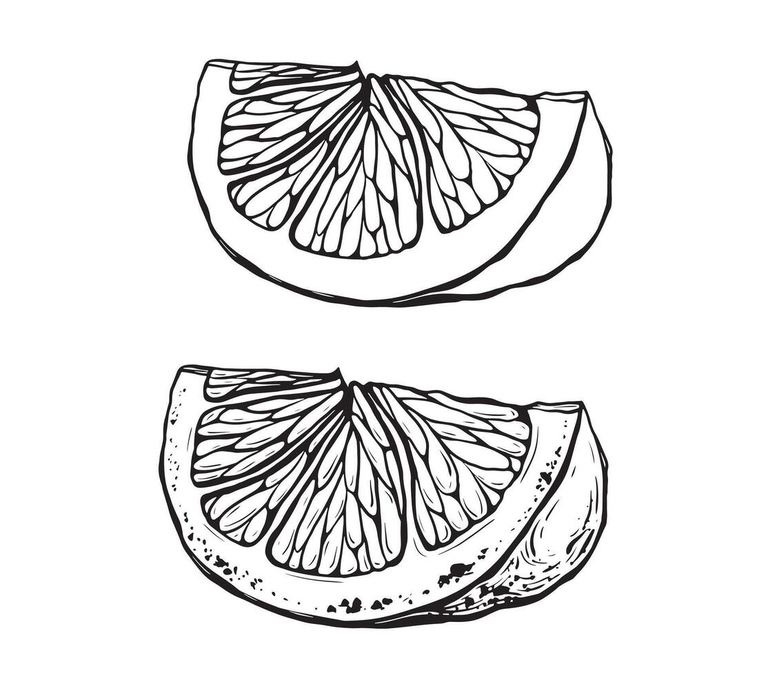Slice of lemon or a quarter of an orange isolated on white background. ink vintage engraving illustration for menu, web and label. Hand drawn in a graphic style linear drawing fruit. vector