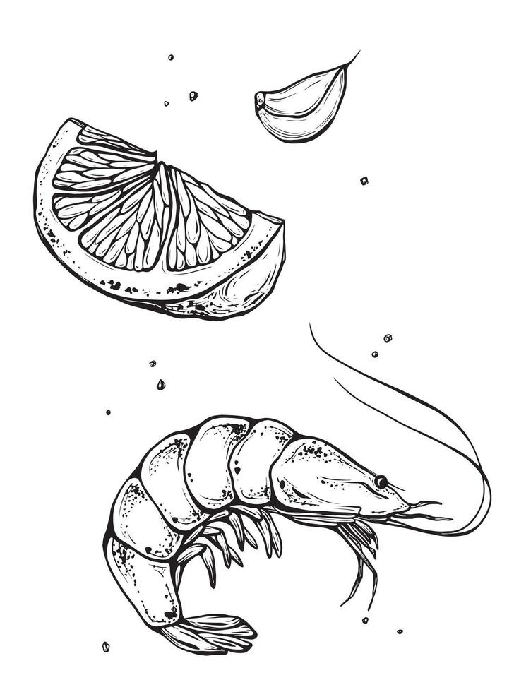 Set of slice of lemon, shrimp, garlic and salt or a quarter of an orange isolated on white background. ink vintage engraving illustration for menu. Hand drawn in a graphic style linear drawing. vector