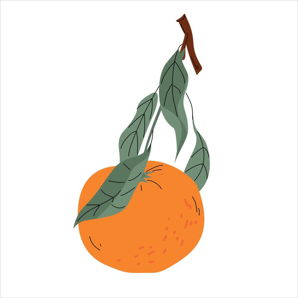 Orange with Leaves Illustration on White Background vector