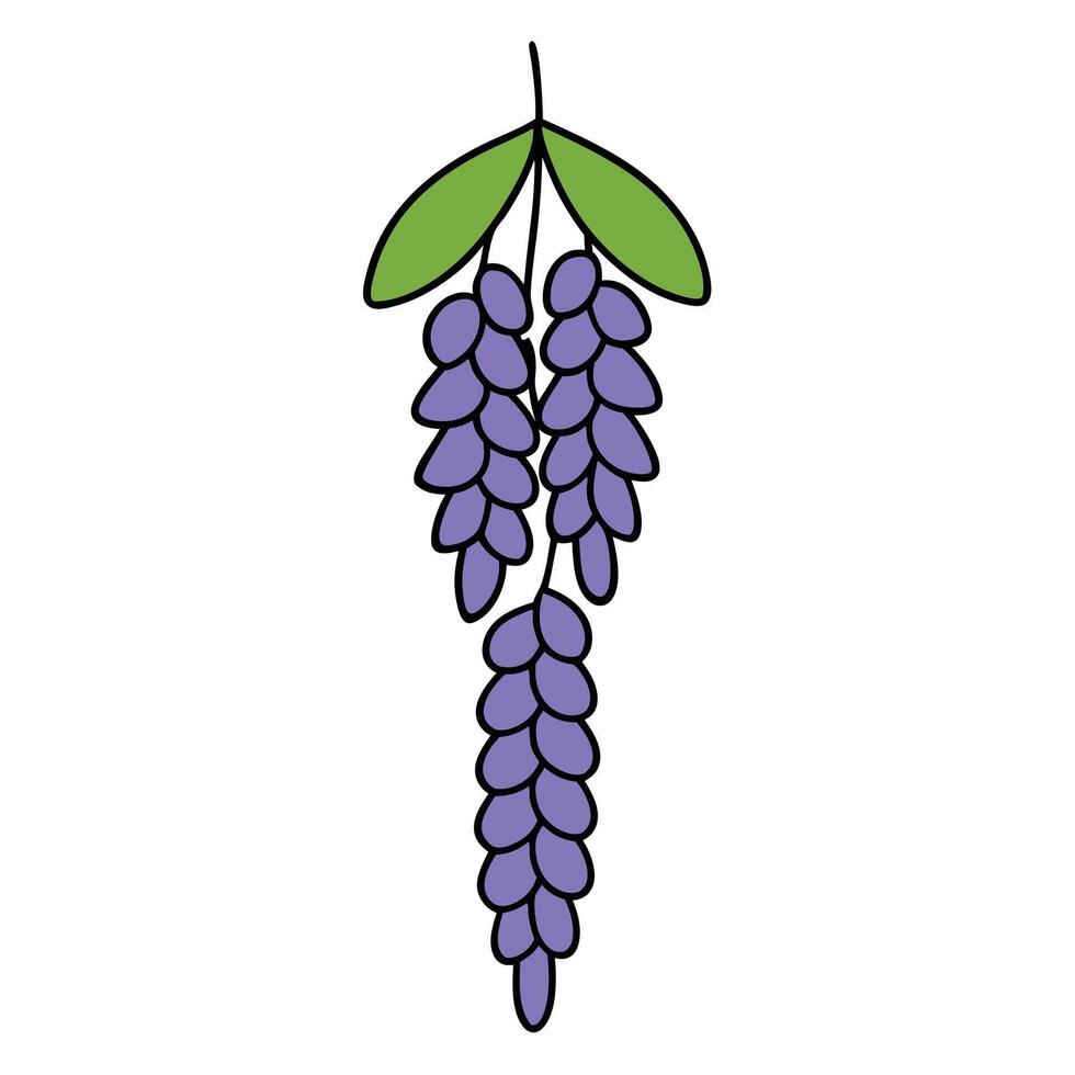 Beautiful Wisteria Designs for Projects vector