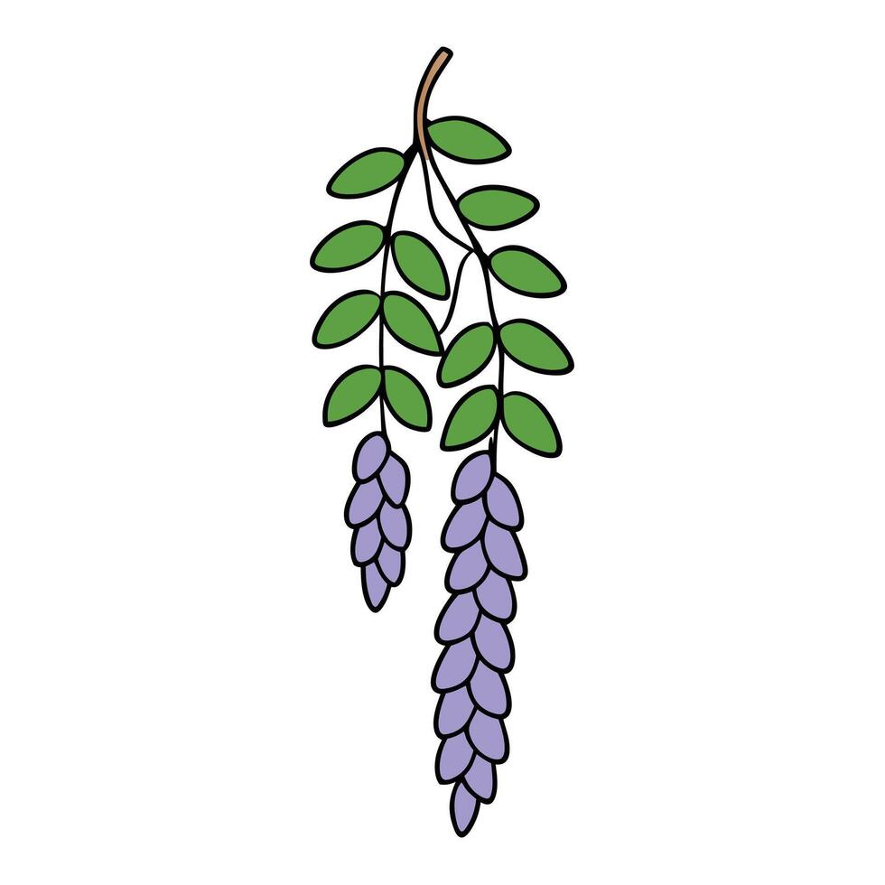 Elegant Wisteria Designs for Art vector