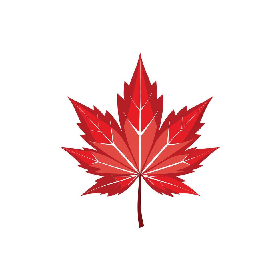 A red maple leaf on a white background vector