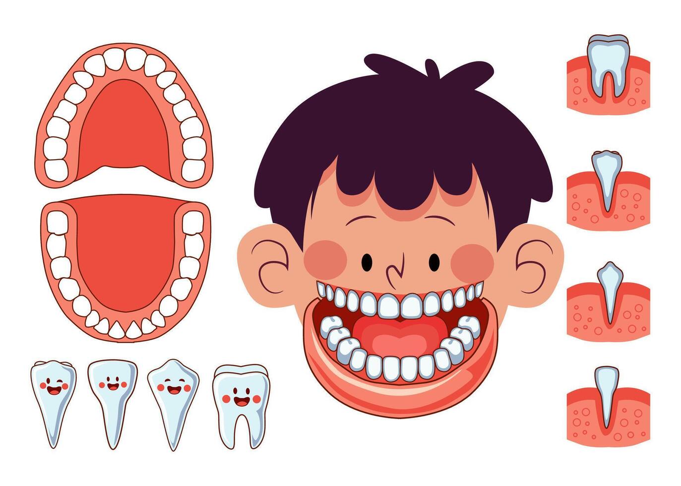 Illustration A Young Boy Revealing His Tooth Anatomy vector