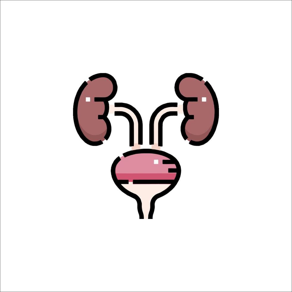 An illustration of a kidney with a small organ vector