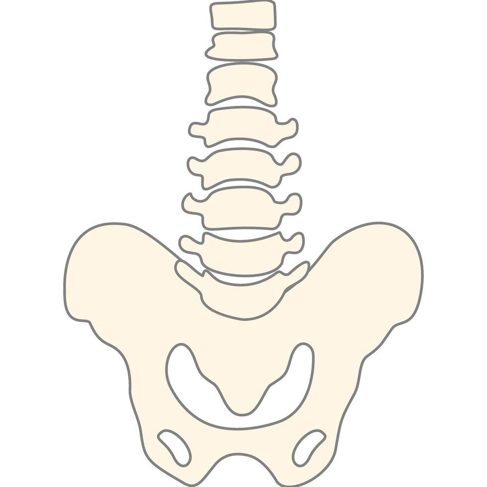 The human spine is shown in a flat illustration vector
