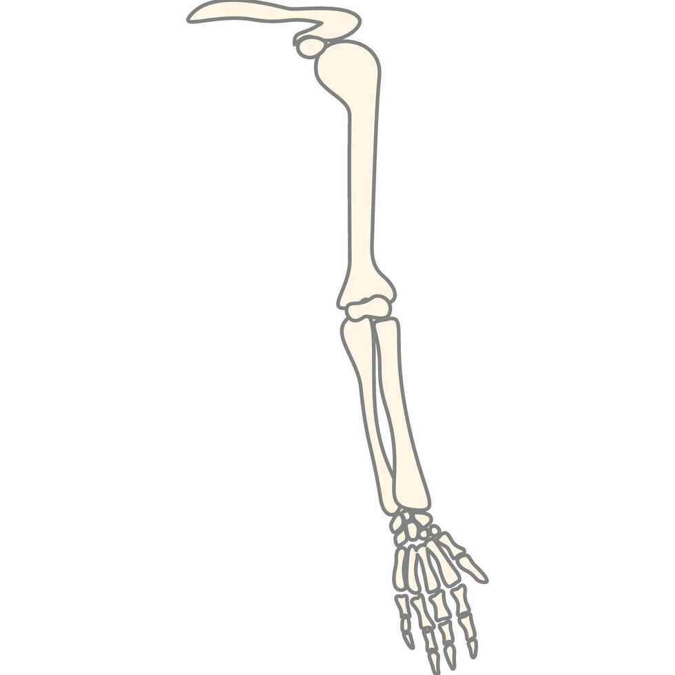 The arm is shown in a white background vector