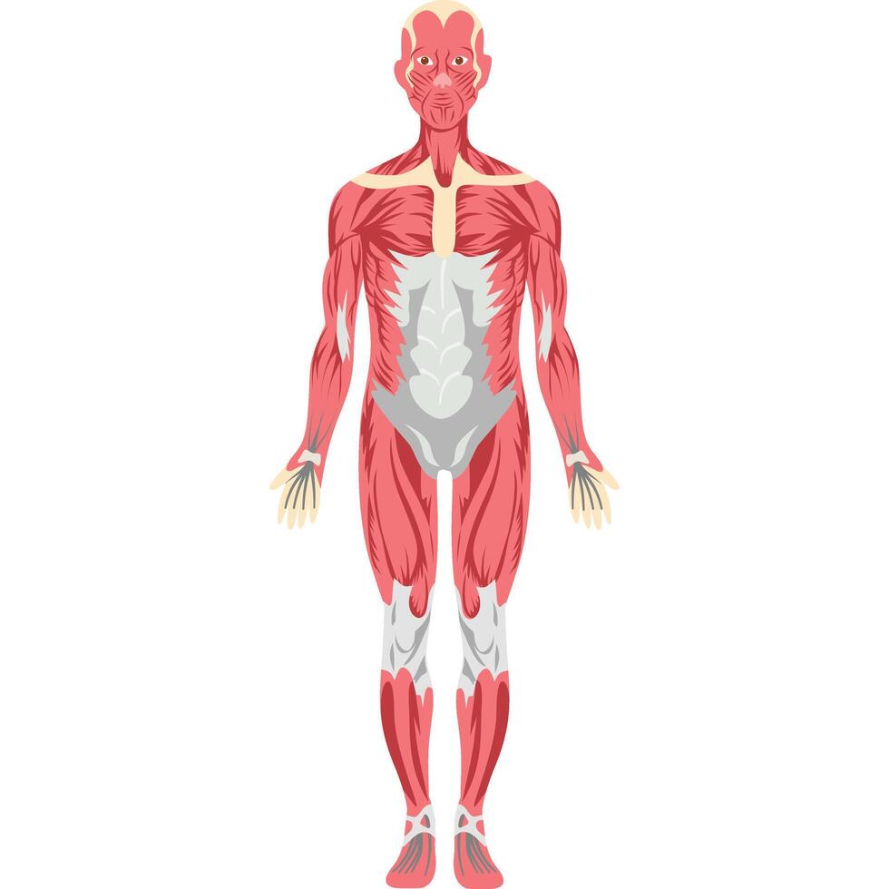The muscles of the human body vector