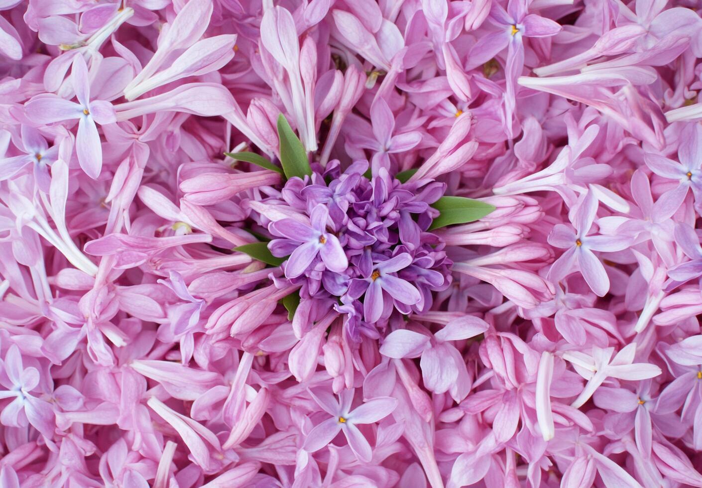 A vibrant arrangement of pink flowers with a central purple bloom. photo
