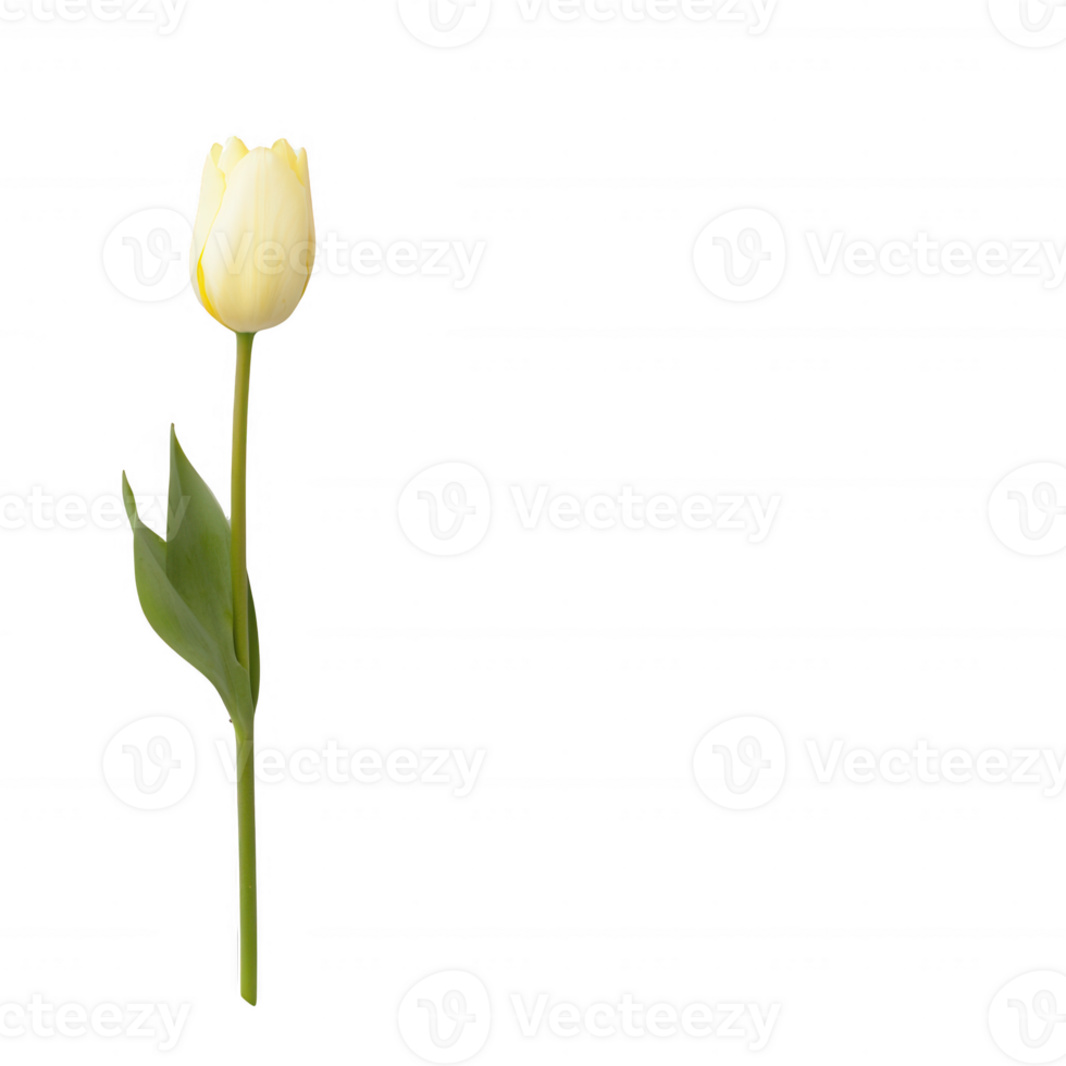 A beautiful white tulip with green leaves, symbolizing purity and elegance. png