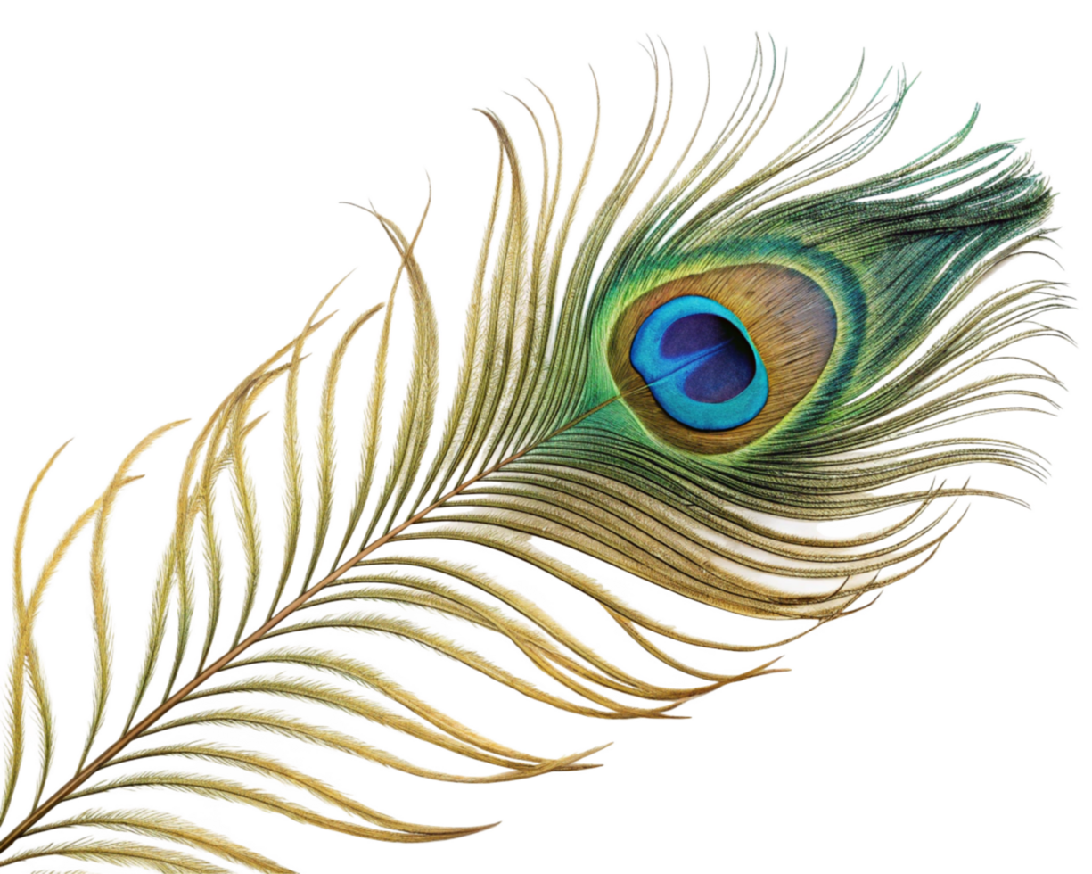 Vibrant Peacock Feather Digital Art Glitch Aesthetic Image png