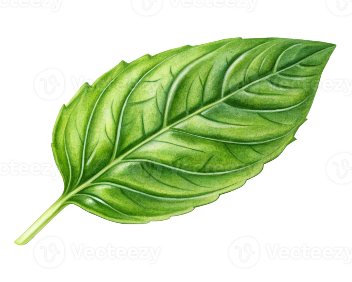 Single Basil Leaf, Green Herb, Culinary Ingredient, Botanical Illustration png