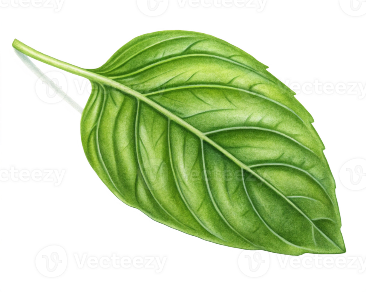 Single Basil Leaf, Green Herb, Botany Illustration, Culinary, Nature png