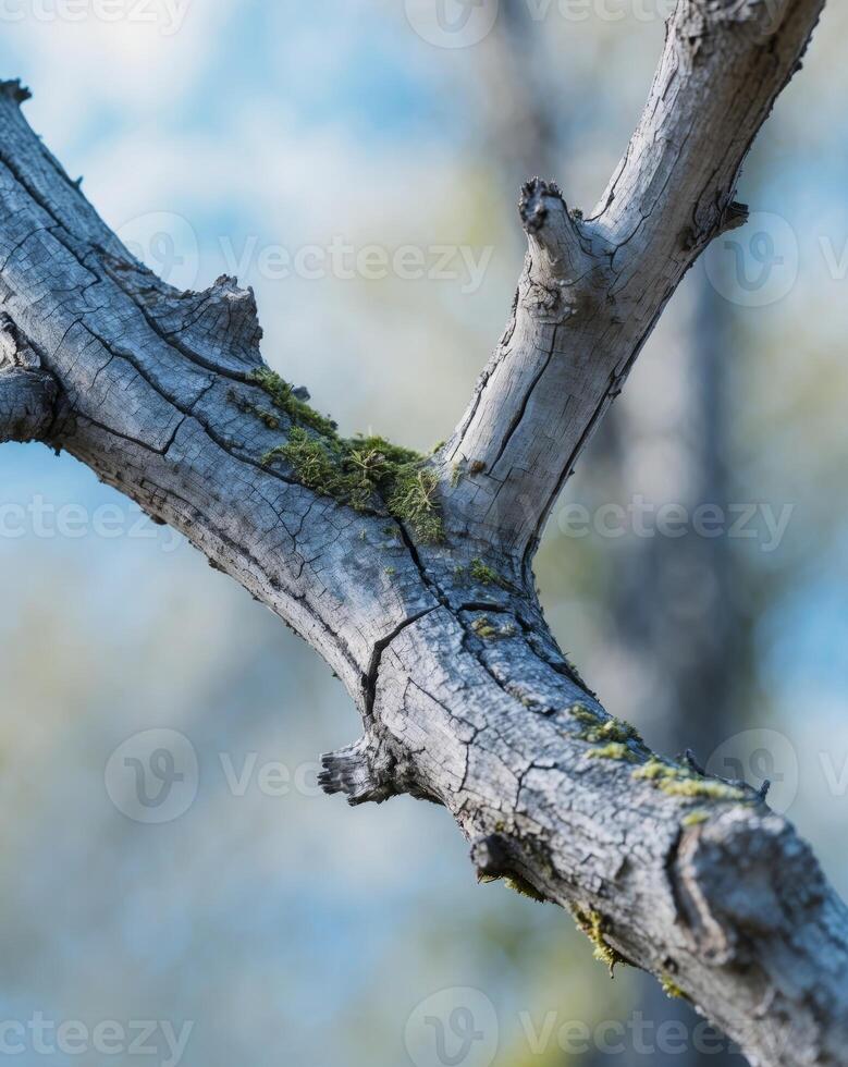 Close Up of Cracked and Weathered Tree Branch with Natural Texture photo