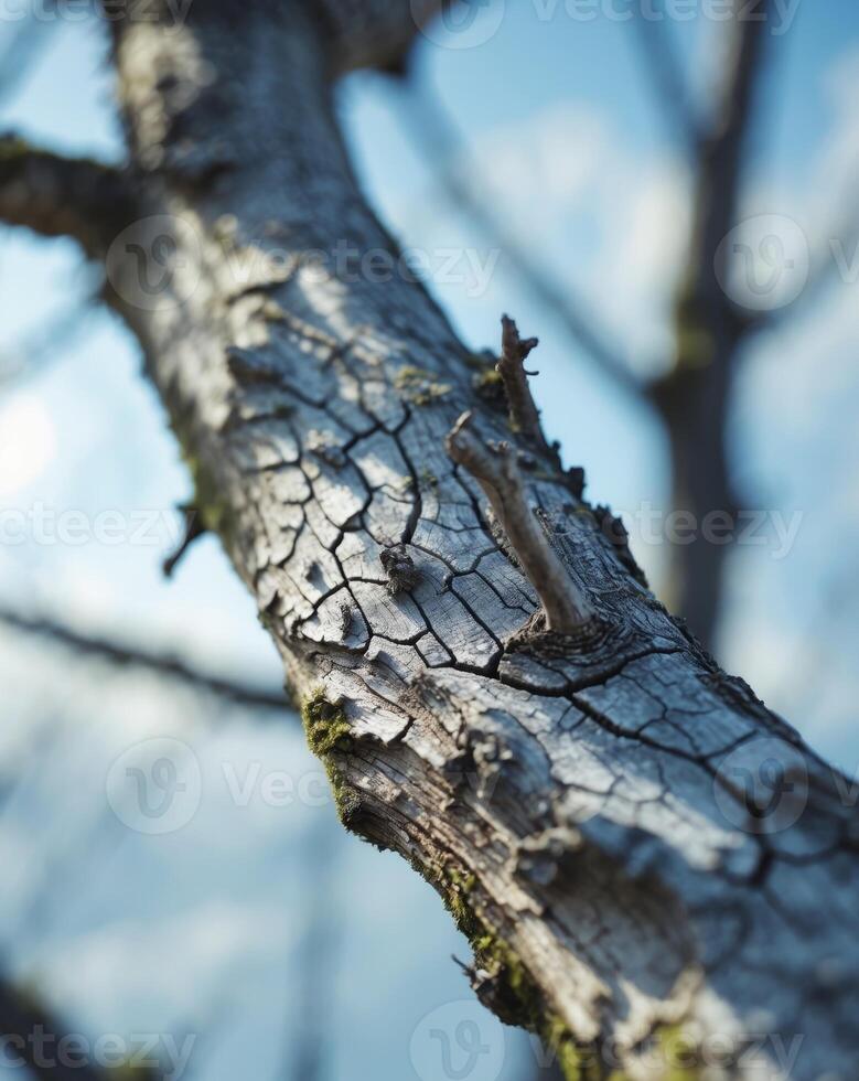 Close Up of Cracked and Weathered Tree Branch with Natural TextureClose Up of Cracked and Weathered Tree Branch with Natural Texture. photo
