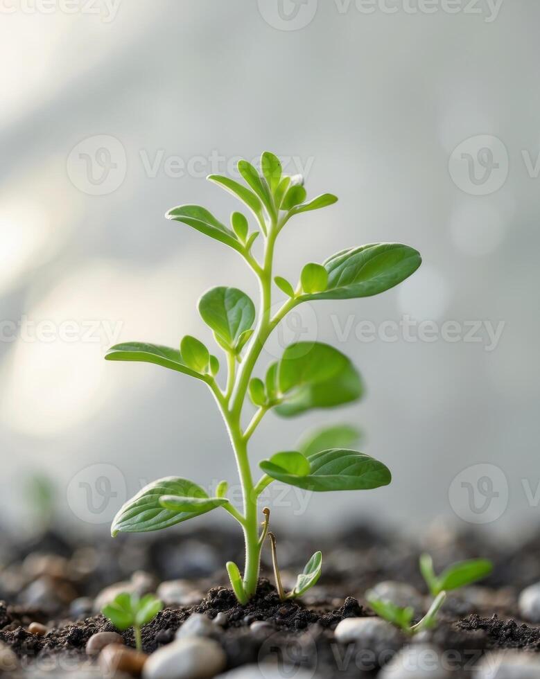 a close up of a small plant growing out of the grounda close up of a small plant growing out of the ground. photo