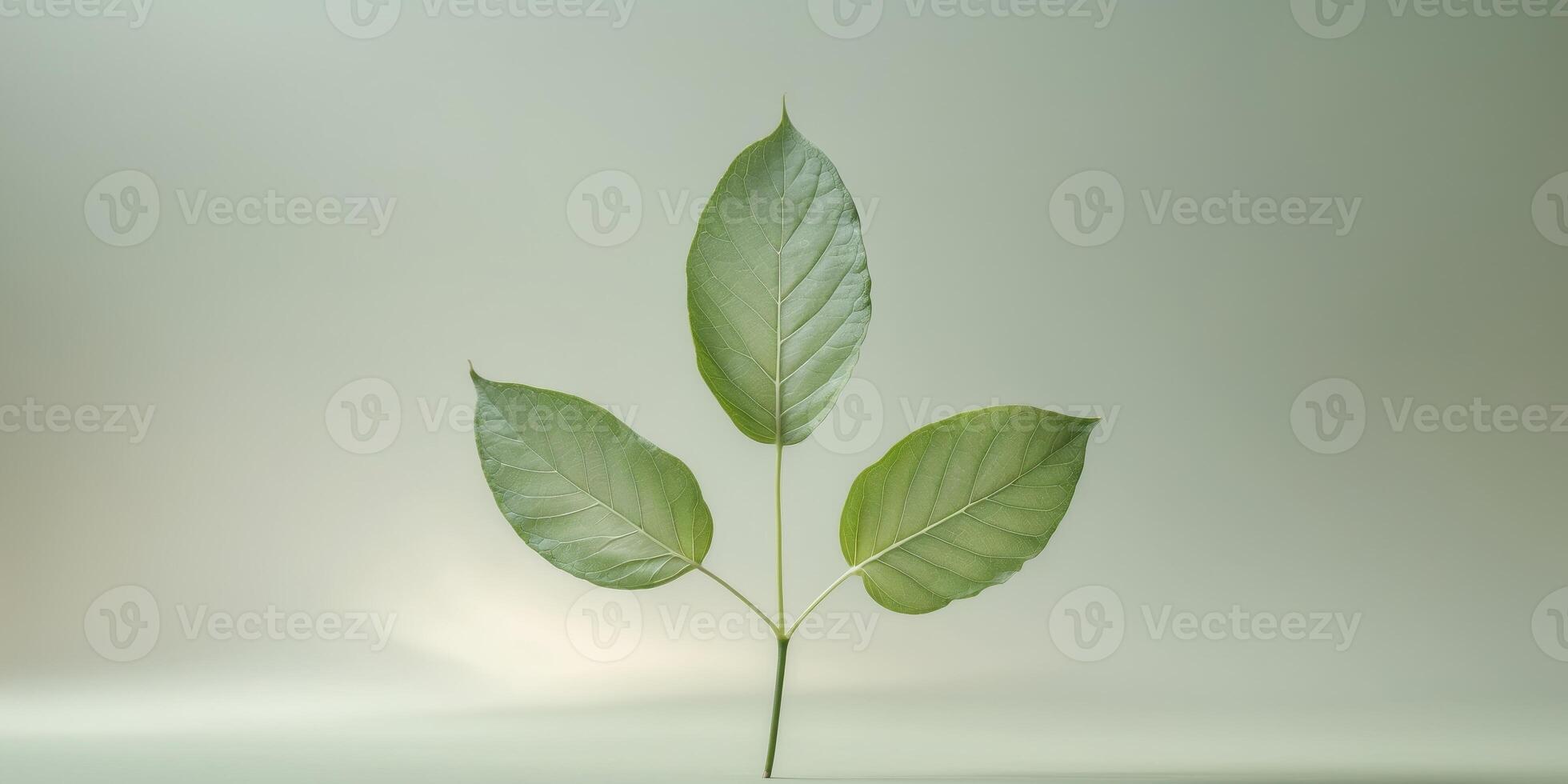 Even Pinnate Leaf A leaf with an even number of leaflets photo