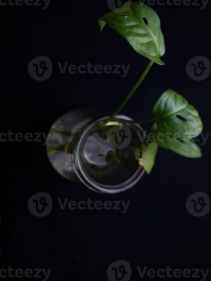 A single green plant with leaves in a glass vase stands out against a dark background photo