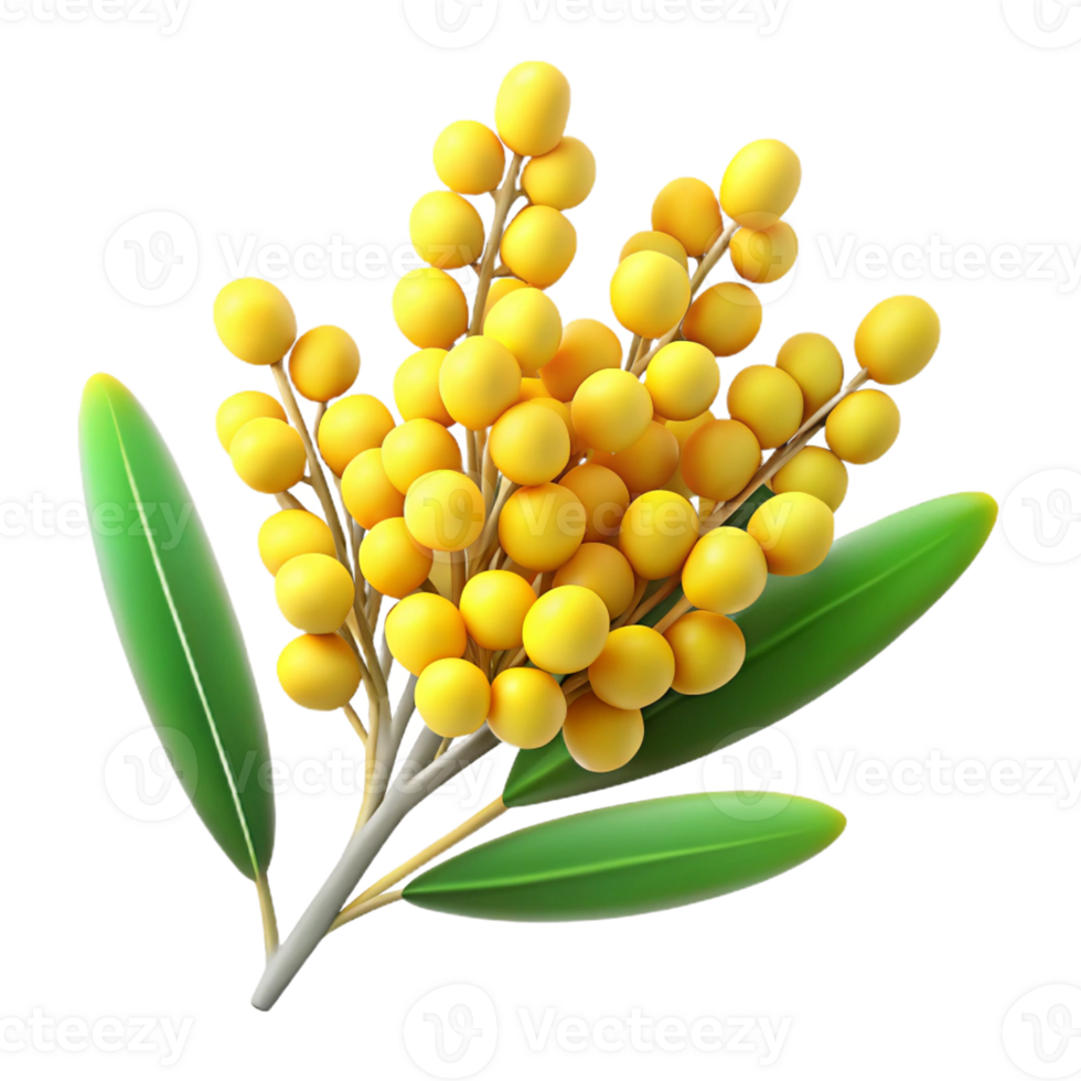 Golden Wattle Sprig with Vibrant Flowers png