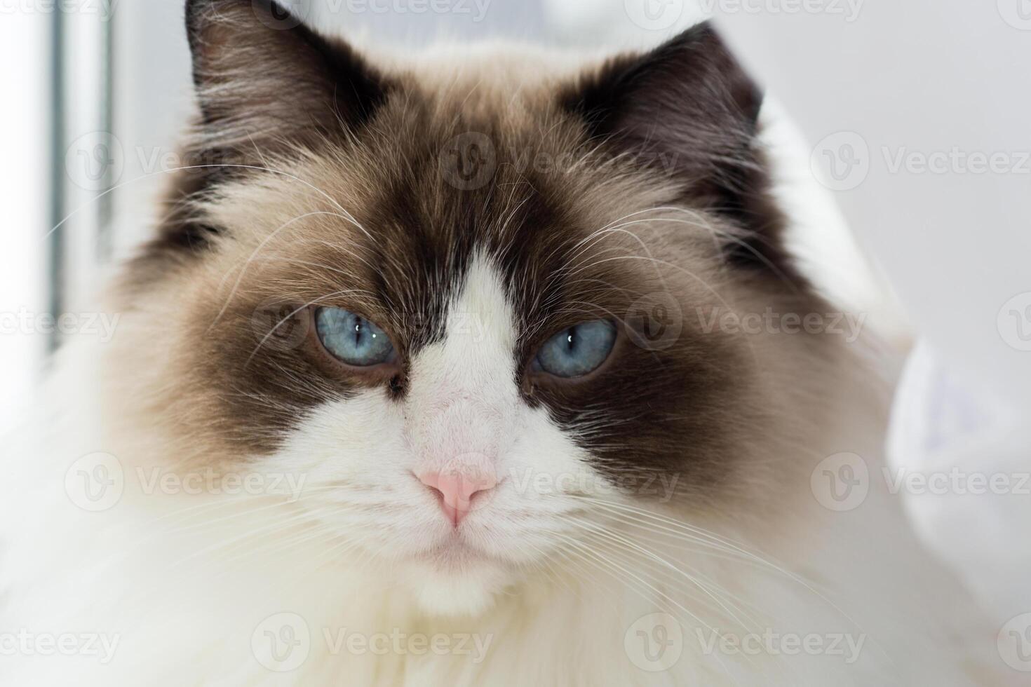 Portrait, close up of a beautiful ragdoll cat in a home environment photo