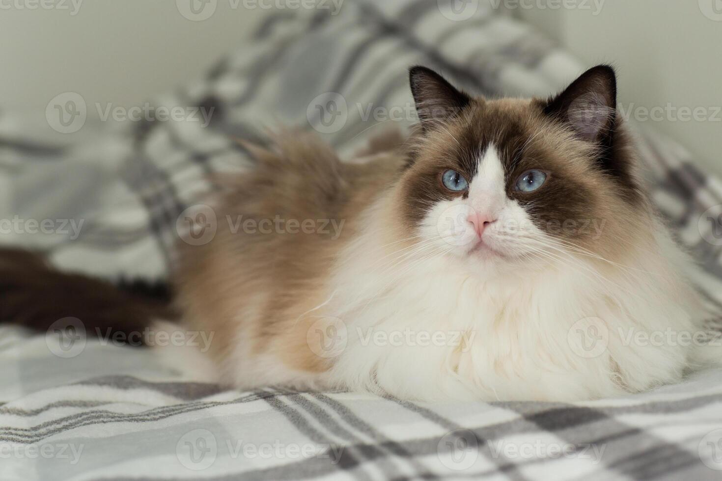 beautiful Ragdoll cat in a home environment photo