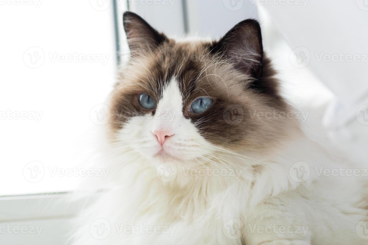 Domestic pet, Portrait of a beautiful Ragdoll cat in a home environment photo