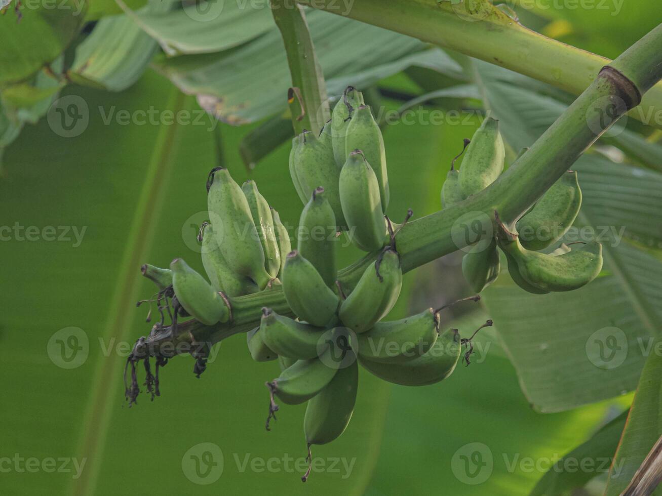 Green Bananas Tropical Scene photo